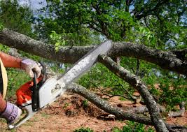 Best Palm Tree Trimming  in Payson, IL