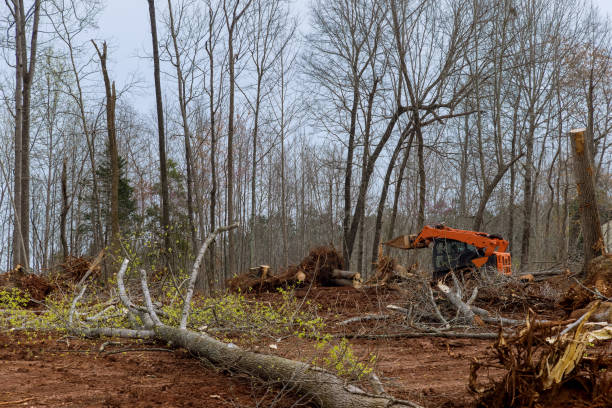 Best Tree Removal  in Payson, IL